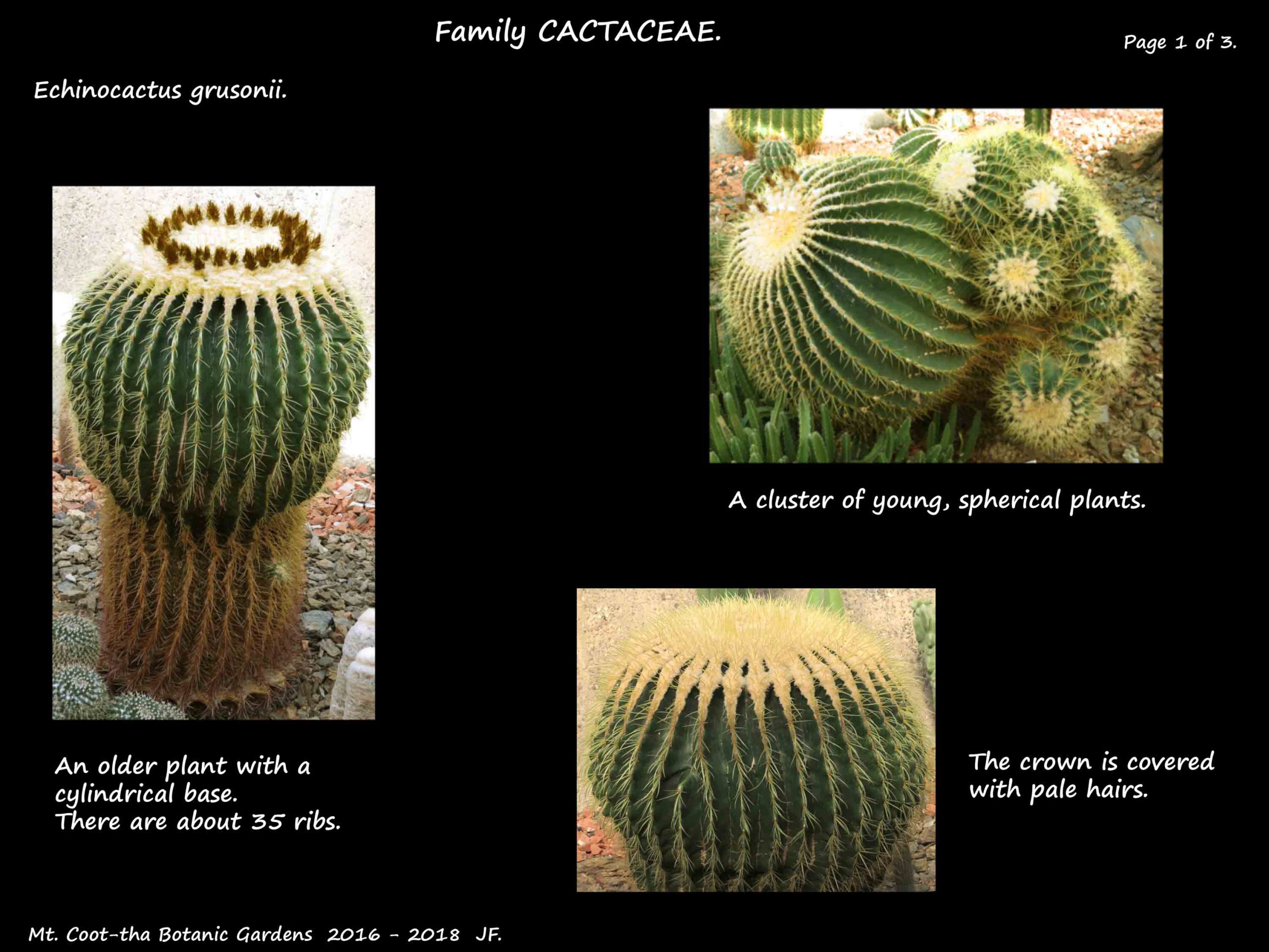 1 Golden Barrel cactus
